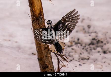 Rock Doves fighting for a perch Stock Photo