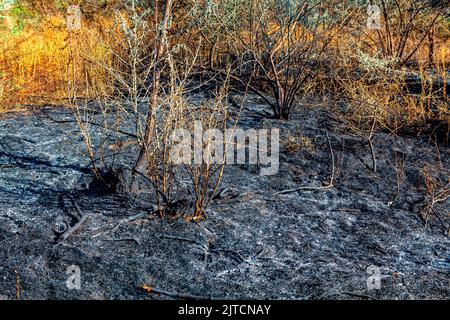 Burnt nature after fire . Burnt trees and plants on ground Stock Photo