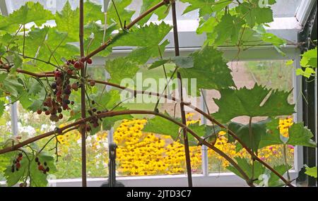 Vine in glasshouses, Grappenhall Walled Garden, Grappenhall Heys, Warrington, Cheshire, England, UK Stock Photo