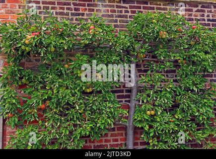 Tydemans Late Orange, apple tree, Grappenhall Walled Garden, Grappenhall Heys, Warrington, Cheshire, England, UK Stock Photo