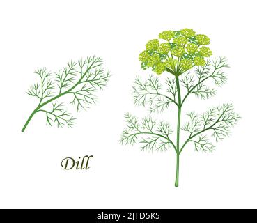 Dill plant, herb seasoning and spice flavoring or cooking ingredient, isolated vector. Dill plant branch with seeds, spice and herbs product illustration for culinary and natural healthy cooking Stock Vector