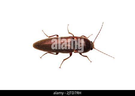 Click Beetle (Melanotus sp.) isolated on white background. Stock Photo