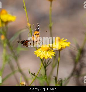 Australian Painted Lady butterfly (Vanessa kershawi) perched on a flower Stock Photo