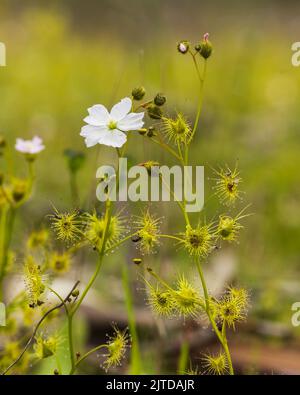 Tall Sundew (Drosera peltata). An Australian native carnivorous plant where the leaves have sticky insect catching hairs Stock Photo