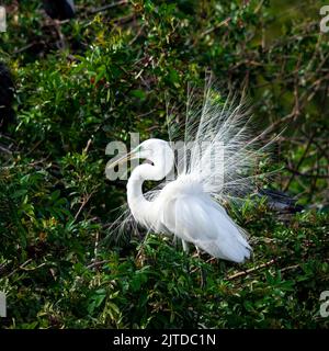 An American Egret in breeding plummage at the Audobon Rookery in Venice, Florida, USA.