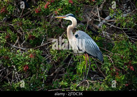 A Great Blue Heron portrait at the Audobon Rookery in Venice, Florida, USA.