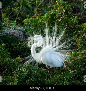 An American Egret in breeding plumage at the Audubon Rookery in Venice, Florida, USA.
