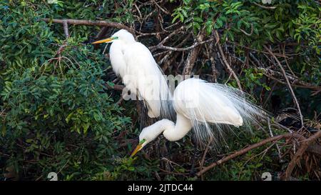 An American Egret in breeding plumage at the Audubon Rookery in Venice, Florida, USA.