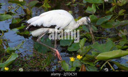 A Wood stork feeding along the Anhinga Trail in the Everglades National Park, Florida, USA. Stock Photo