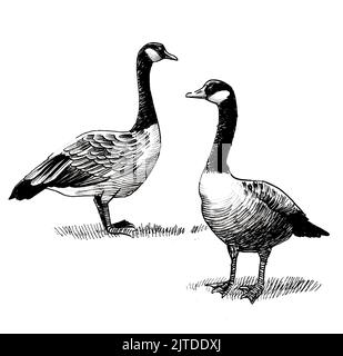 canadian goose drawing