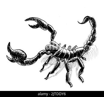 Poisonous desert scorpion. Ink black and white drawing Stock Photo