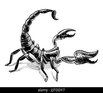Poisonous desert scorpion. Ink black and white drawing Stock Photo
