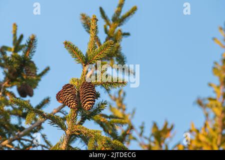 spruce branch with 2 pine cones illuminated with golden summer sunlight outdoors Stock Photo