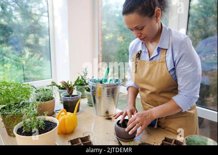 Inspired female florist transplanting rosemary into a ceramic flower pot while caring for indoor plants on home veranda Stock Photo