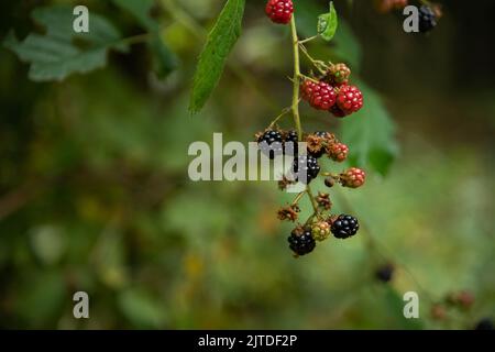 blackberries growing on the bramble bush Stock Photo