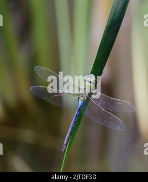 Common Green Darner resting on water grass. Foothills Park, Santa Clara County, California, USA. Stock Photo