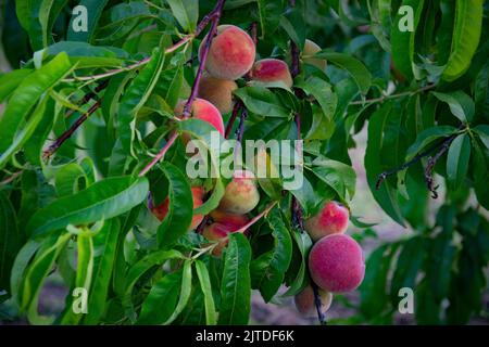 Peaches growing on the tree Stock Photo