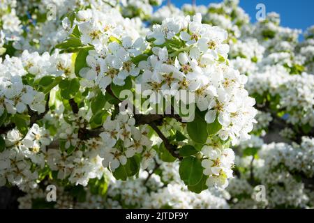 White fruit tree blossom in the spring Stock Photo