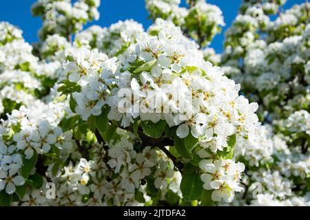 White fruit tree blossom in the spring Stock Photo