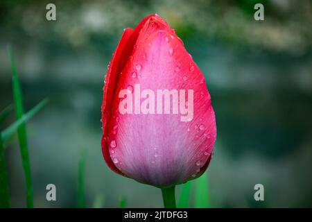 Single pink tulip flower closed for the rain