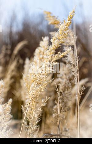 Grass seeds on golden dried grass stalk Stock Photo
