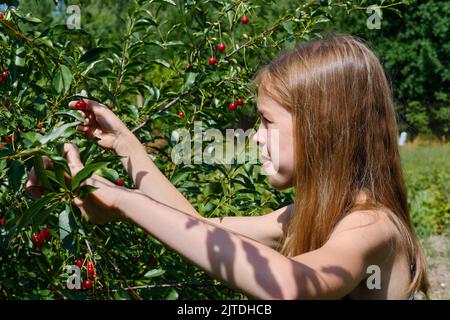 A smiling Caucasian girl picks a ripe cherry berry from a tree in the garden on a sunny day. Harvesting ripe cherries. Stock Photo