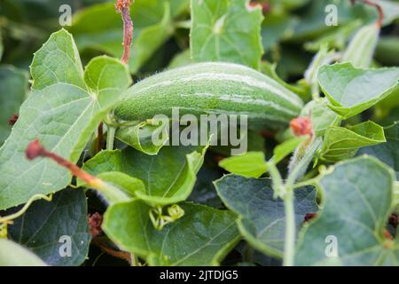 Vegetables are one of the primary income sources for Bangladeshi farmers. Previously it was only for household consumption but now become cash crops. Stock Photo