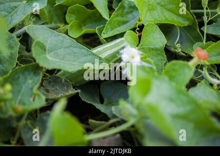 Vegetables are one of the primary income sources for Bangladeshi farmers. Previously it was only for household consumption but now become cash crops. Stock Photo