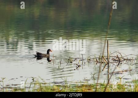 Mallard duck living in nature on the lake on a sunny day in Indonesia Stock Photo