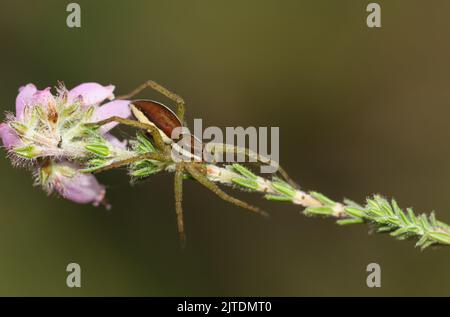 A rare hunting juvenile Raft Spider, Dolomedes fimbriatus, on a heather plant growing at the edge of a bog. Stock Photo