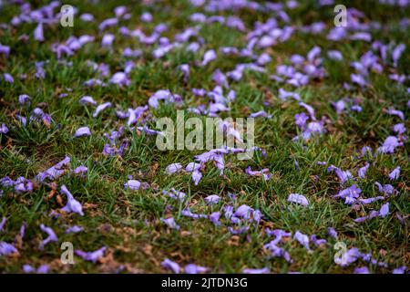 28th April 2022. Kathmandu, Nepal. Beautiful blossom of a Jacaranda Tree in the road of Kathmandu valley. Stock Photo