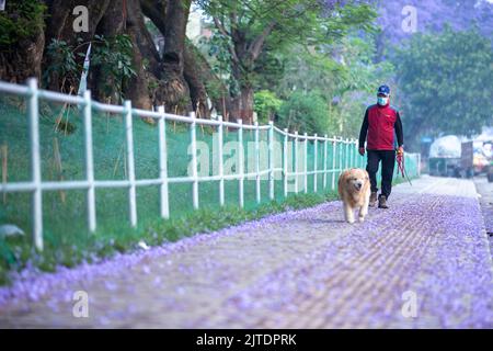 28th April 2022. Kathmandu, Nepal. Beautiful blossom of a Jacaranda Tree in the road of Kathmandu valley. Stock Photo