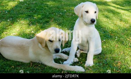 Pair of yellow labrador puppies playing on grass - John Gollop Stock Photo