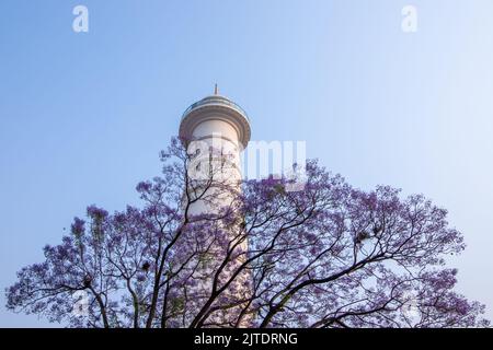 28th April 2022. Kathmandu, Nepal. Beautiful blossom of a Jacaranda Tree in the road of Kathmandu valley. Stock Photo