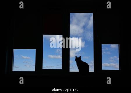 Domestic cat looks out the window at the clouds Stock Photo