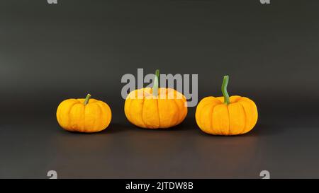 Three orange pumpkins isolated on black background with copy space. Decorative small squash for Halloween decoration. Autumn rich harvest of pumpkins. Stock Photo