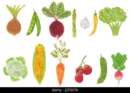 Set of watercolor vegetables. Fresh veggies as tomato, radish, pepper, onion, cucumber, green pea, corn, cauliflower beets broccoli carrots Stock Photo