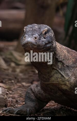 Komodo dragon living at Chester Zoo, Chester UK Stock Photo