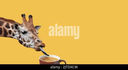 Funny giraffe tasting delicious coffee on yellow background. Stock Photo