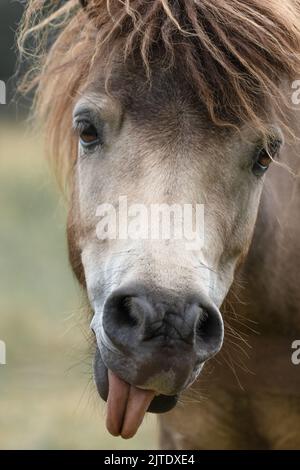 Portrait Of A Brown Horse, Close Up, Tongue Stock Photo