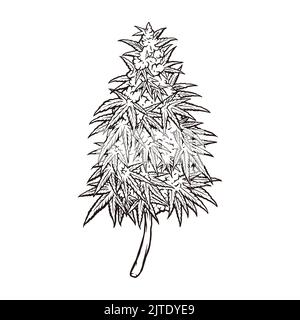 Cannabis Weed Plant Silhouette Vector illustrations for your work Logo, mascot merchandise t-shirt, stickers and Label designs, poster, greeting cards Stock Photo