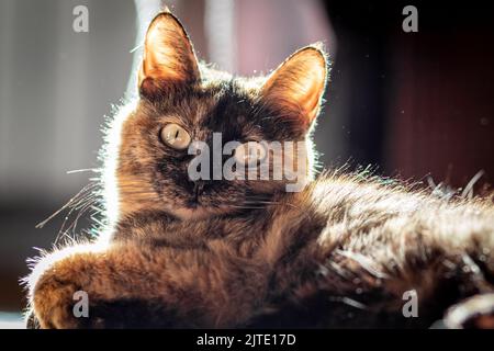 Portrait of a domestic tortoiseshell brown lazy cat laying on a floor, selective focus Stock Photo