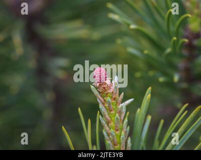 Single immature female cone of a dwarf mountain pine (latine name: Pinus mugo) at Beleg, Mokra Gora, Serbia Stock Photo