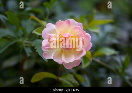 A close up of a solitary flower from a beautiful pink rambling rose Stock Photo
