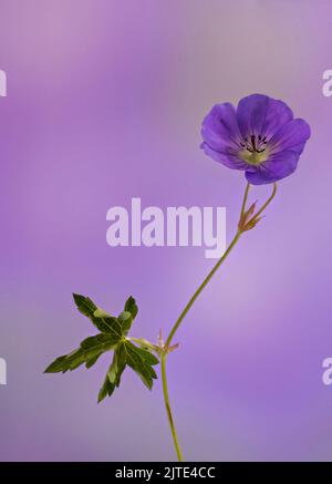 A beautiful deep purple wild Geranium, also known as Cranesbill, photographed against a light mauve/pink background Stock Photo