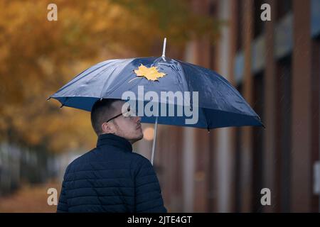 Man with umbrella walking under yellow maple trees on city street during autumn rainy day. Stock Photo