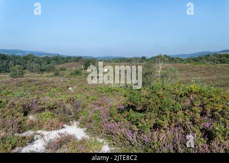 Footpath through Bovey Heathfield Nature Reserve with flowering Common heather (Calluna vulgaris) and Western gorse (Ulex gallii), Devon, UK September Stock Photo