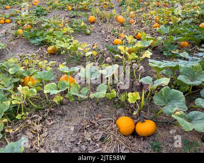 Pumpkins growing in a field Stock Photo