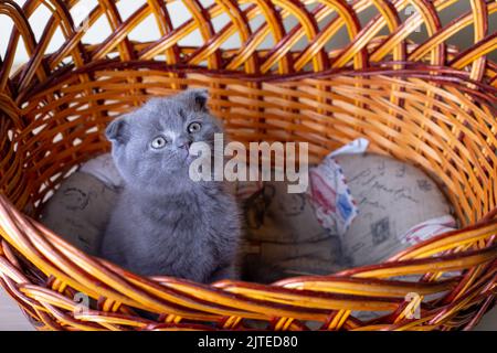 Scottish (British) lop-eared kitten. Portrait of a baby, cute scottish fold. Sits in a large basket alone. Color gray. Close-up, selective focus. Stock Photo
