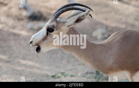 Arabian Sand Gazelle In Natural Habitat Conservation Area, Saudi Arabia Stock Photo